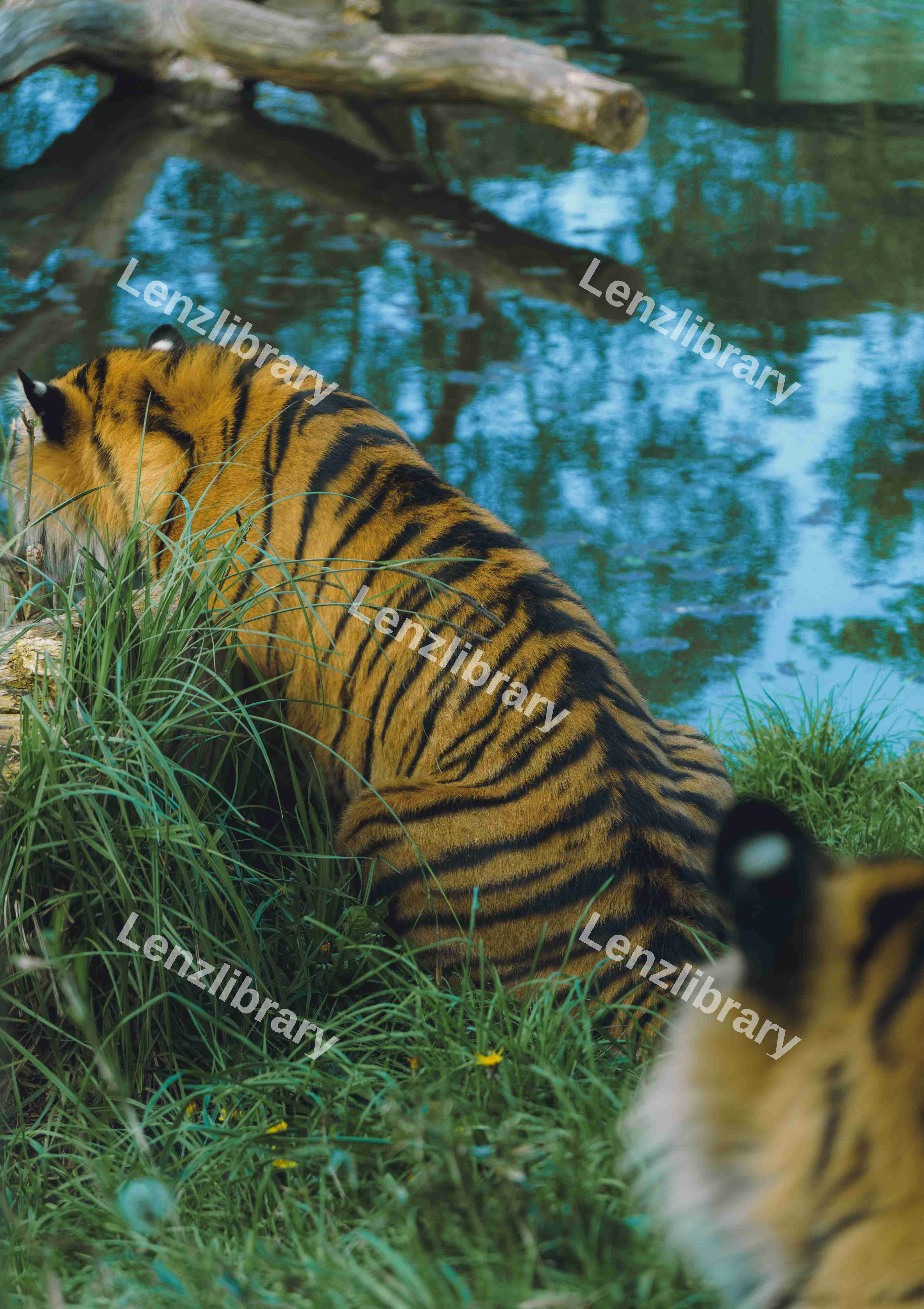 Two Tigers